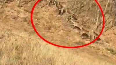 Bursa'nın İnegöl ilçesinde görülen geyik