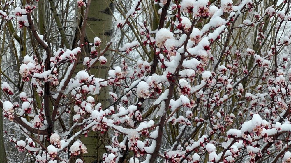Bursa’da badem ve kayısı çiçekleri karla kaplandı Afyonkarahisar ve Kütahya'da ısınan