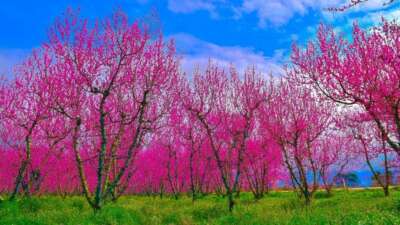  Bursa'nın İznik ilçesinde ilkbaharın