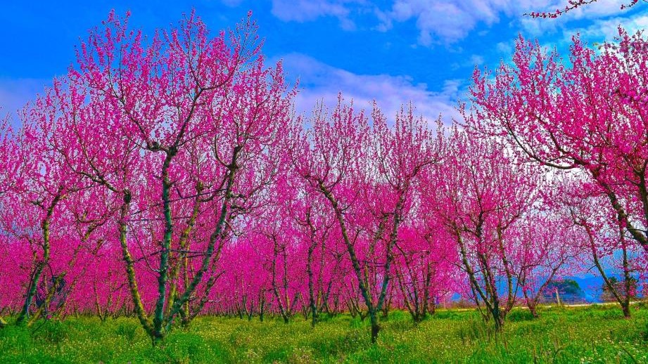 Bursa'nın İznik ilçesinde