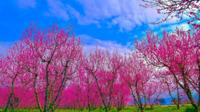  Bursa'nın İznik ilçesinde ilkbaharın