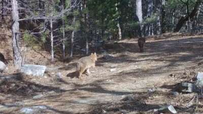 Uludağ’da yaban hayatını izlemek amacıyla