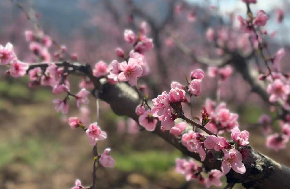 Bursa’da görenleri şaşırtan pembe çiçekler! Bursa'nın Gürsü ilçesinde geçen