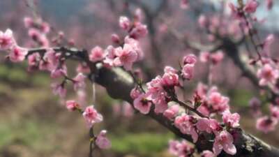 Bursa'nın Gürsü ilçesinde geçen yıl