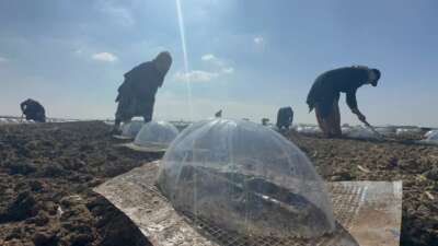 Bursa'nın sebze üretimiyle önde gelen