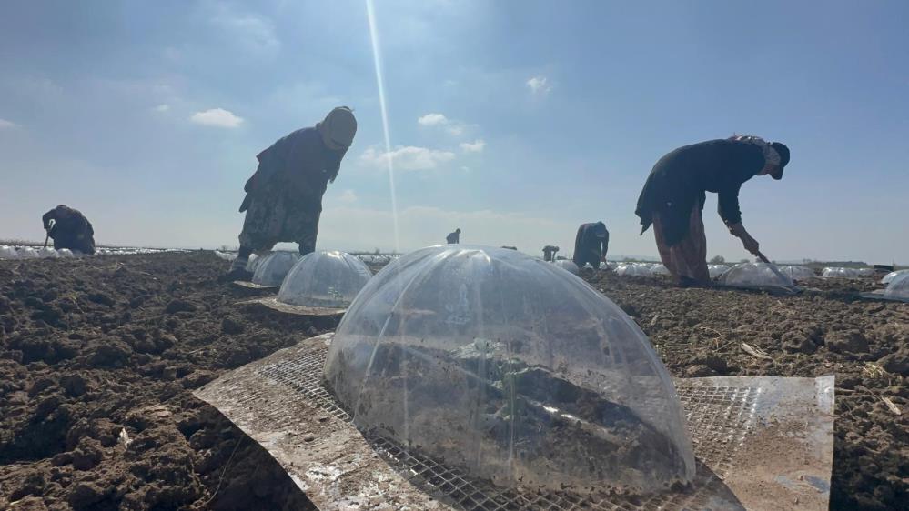 Bursa'nın sebze üretimiyle önde