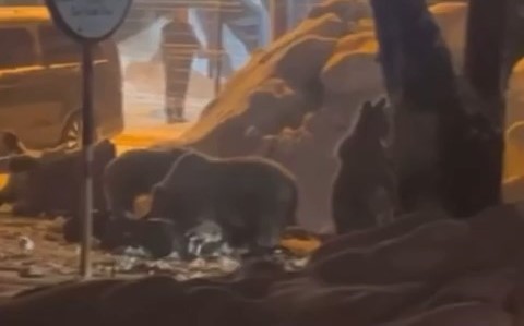 Uludağ’da aç kalan ayılar Sarıalan’a indi Türkiye’nin önemli kış turizm