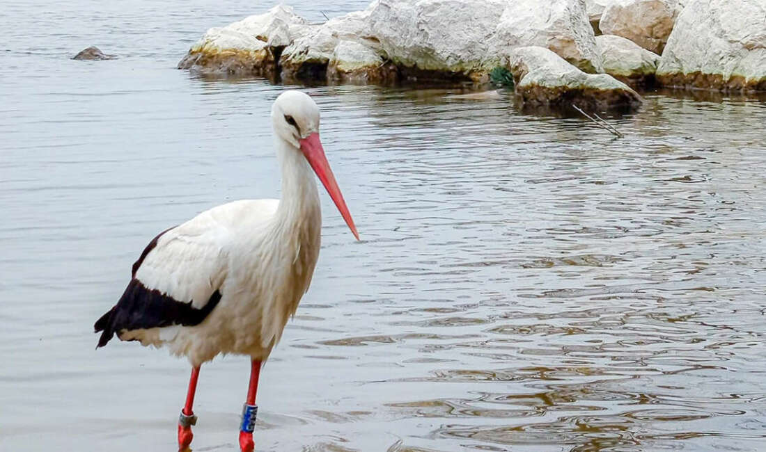 Bursa’da Doğanın Mucizesi: Bacağındaki