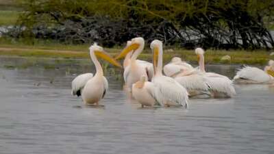 Göç eden pelikanlar, Bursa’nın İnegöl ilçesinde