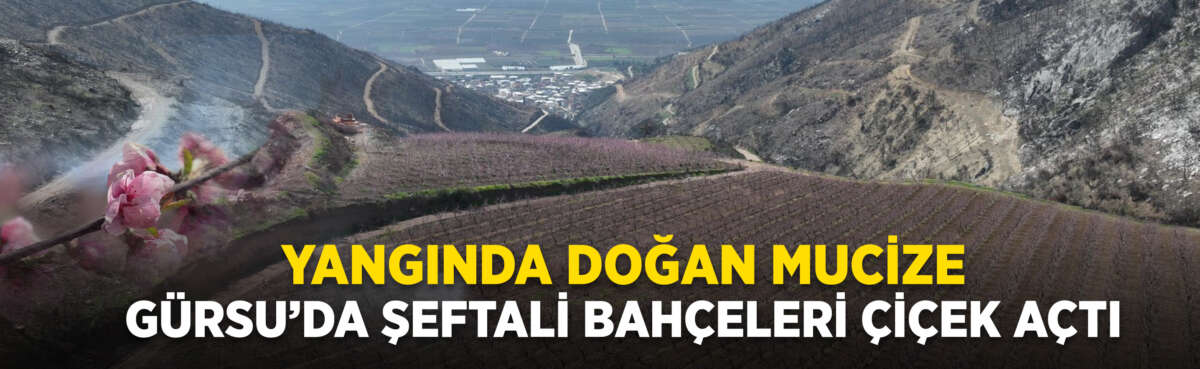 Bursa'nın Gürsü ilçesinde geçen yıl