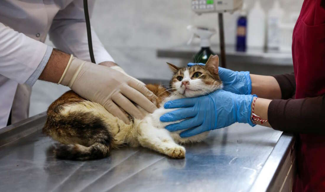 Yaralı kediye Büyükşehir şefkati Bursa’da araç çarpması sonucu