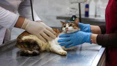 Bursa’da araç çarpması sonucu arka