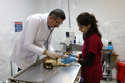 Bursa Büyükşehir tüm canlılara yardım elini uzatıyor! Bursa’da araç çarpması sonucu