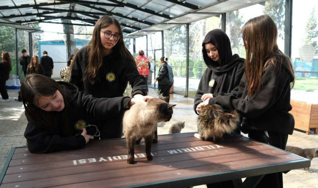 Yıldırım Belediyesi, Cumalıkızık Sahipsiz
