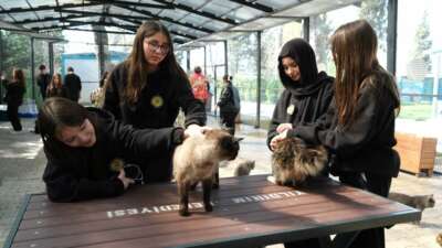 Yıldırım Belediyesi, Cumalıkızık Sahipsiz Hayvan