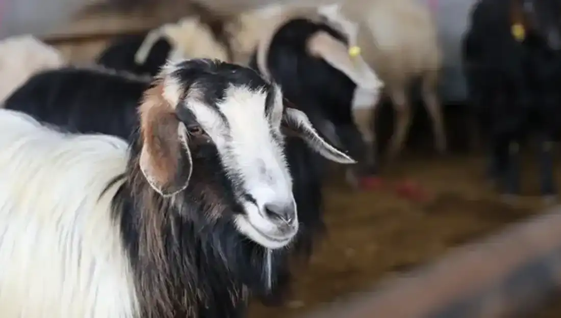 Diyanet İşleri Başkanı Safi