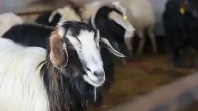 Diyanet İşleri Başkanı Safi Arpaguş,