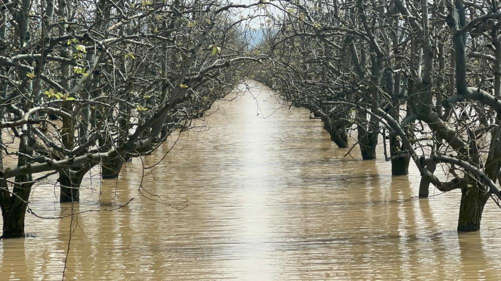 Bursa'nın Gürsu ilçesinde yüzlerce