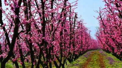 Baharın gelişiyle birlikte İznik, doğanın