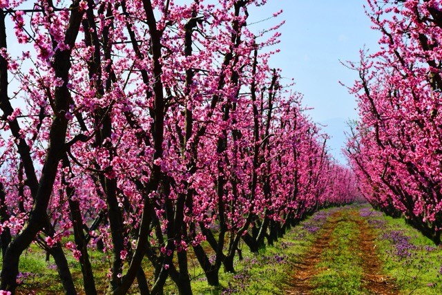 Baharın gelişiyle birlikte İznik,