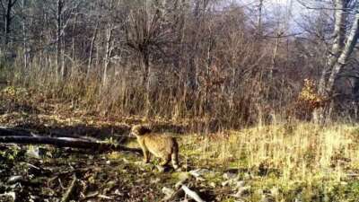 Doğal yaşamı izlemek ve koruma