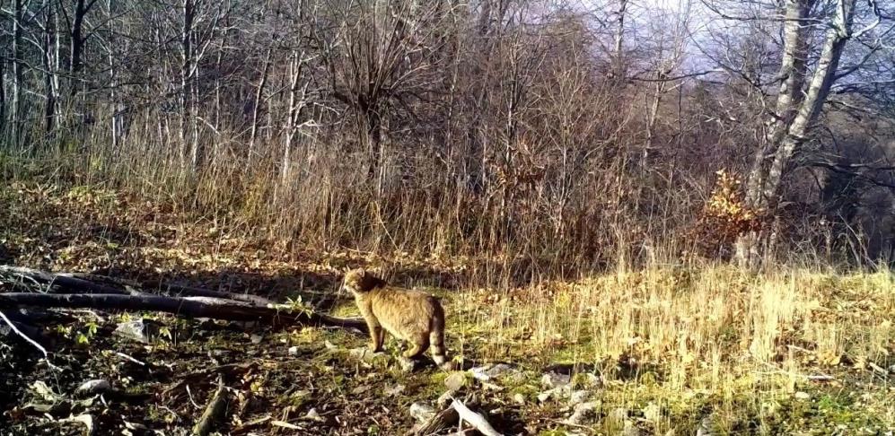 Doğal yaşamı izlemek ve