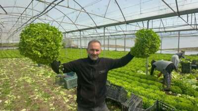 Geçen yıl tarlada tanesi 5