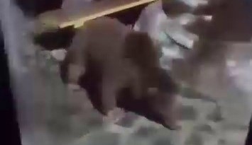 Uludağ'da yiyecek arayan ayı ailesi,