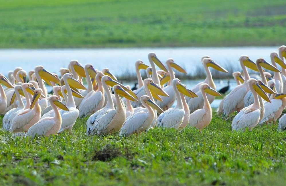 Göç yolundaki pelikanlar Bursa’da görüldü! Bursa'nın İnegöl ilçesindeki Boğazköy