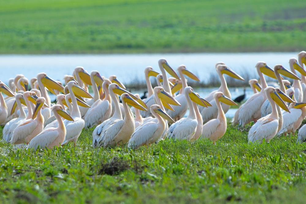 Göç yolundaki pelikanlar Bursa’da görüldü!