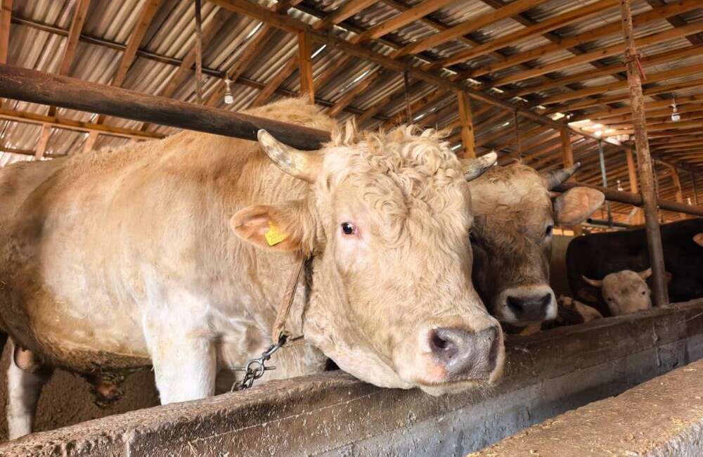 Bursa'da kurbanlık hayvan