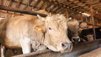  Bursa'da kurbanlık hayvan satışı