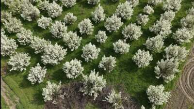 Bursa’da görsel şölen! Bursa’nın İnegöl ilçesinde baharın gelişiyle