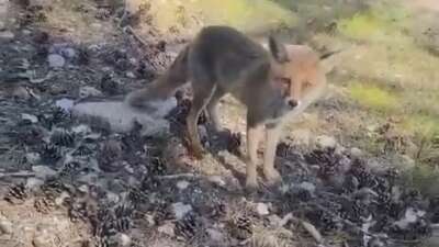 Bursa'nın Nilüfer ilçesi ve Uludağ