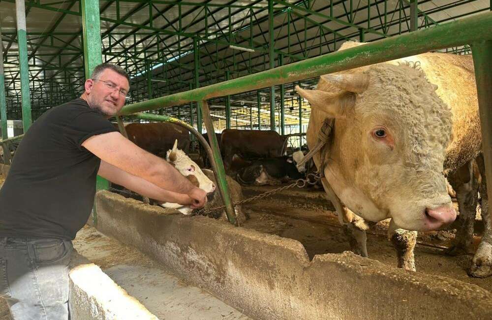 Bursa'nın Nilüfer ilçesinde kurbanlık