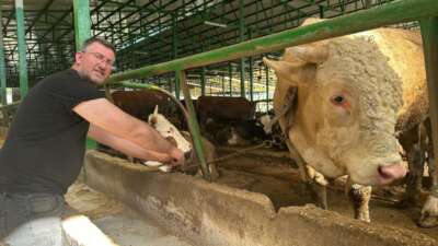 Bursa'nın Nilüfer ilçesinde kurbanlık satışları