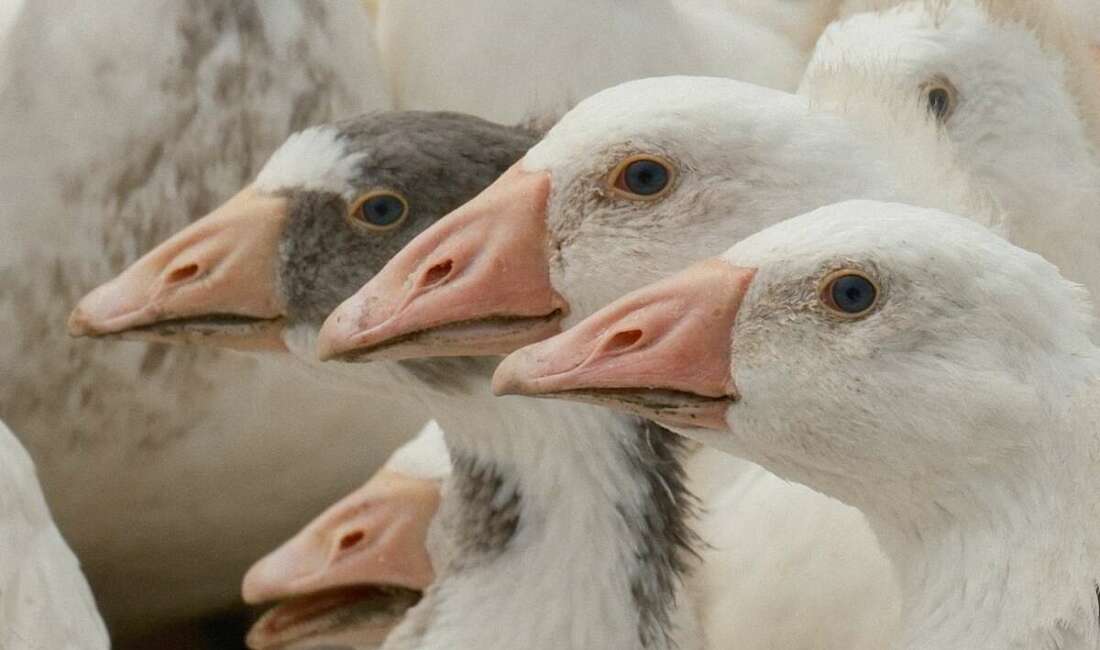 Tarım ve Orman Bakanlığı’na