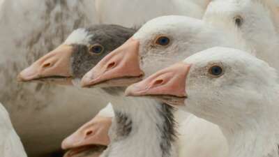 Tarım ve Orman Bakanlığı’na bağlı