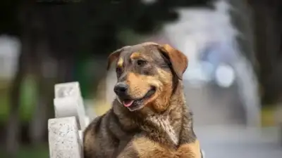 Mustafa Çiftçi, sahipsiz sokak hayvanlarına