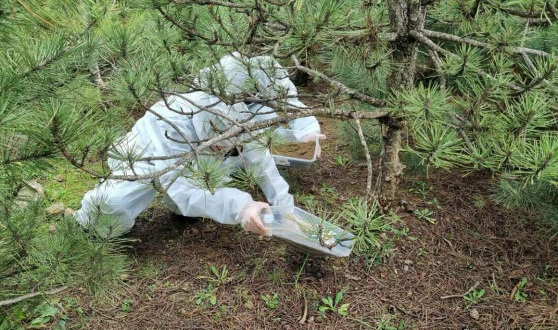 Bursa Orman Bölge Müdürlüğü,