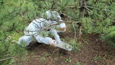 Bursa Orman Bölge Müdürlüğü, çam