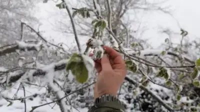 Meteoroloji, Bursa genelinde zirai don