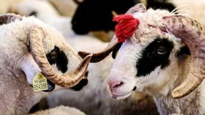 Diyanet İşleri Başkanlığı tarafından hazırlanan