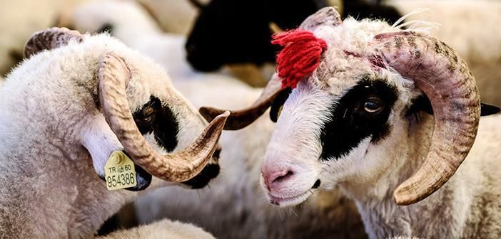 Diyanet İşleri Başkanlığı tarafından