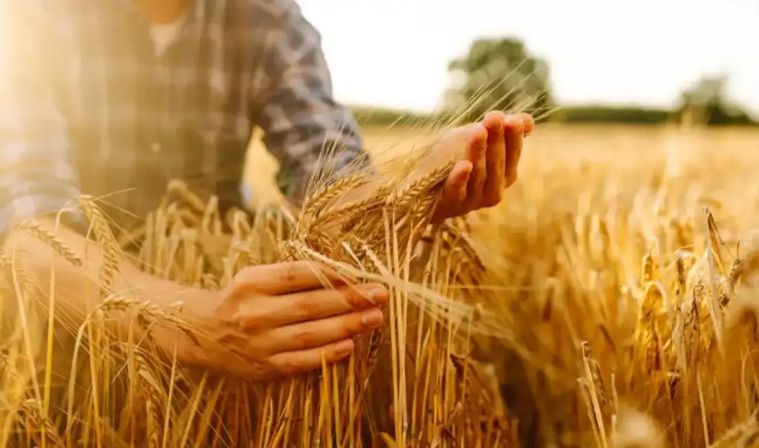 Uluslararası Hububat Konseyi (IGC),