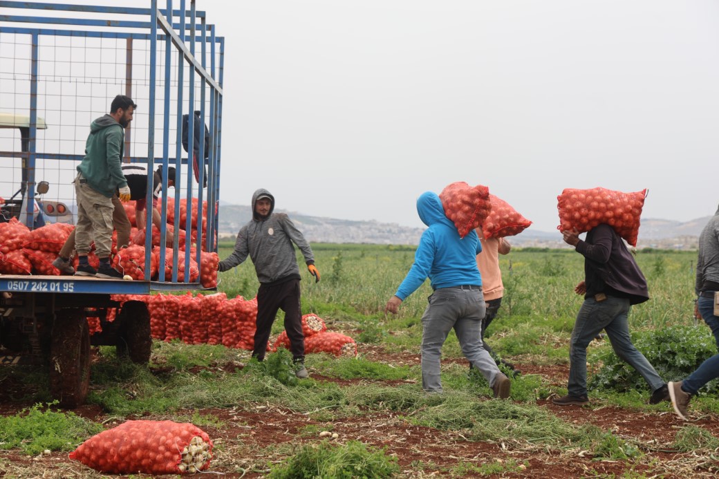 Hatay’da sınırda bereketli soğan hasadı