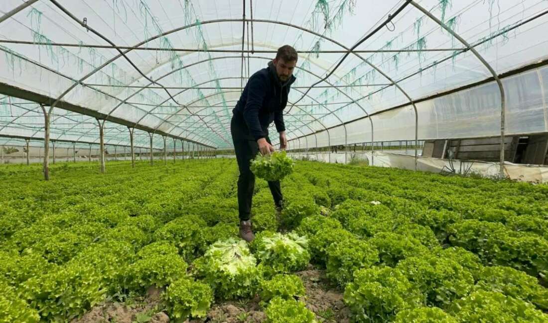 Türkiye'nin önemli sebze üretim
