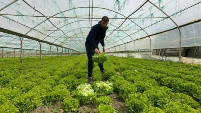 Türkiye'nin önemli sebze üretim merkezlerinden Bursa'da,
