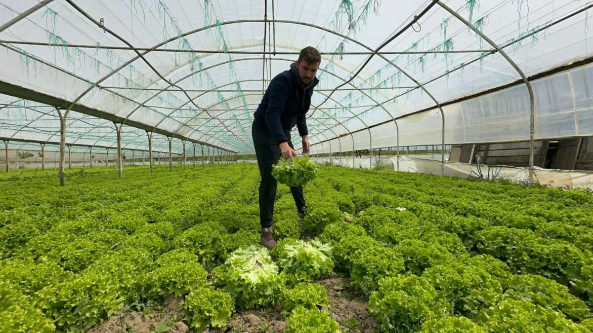 Kıvırcık marul, bu yıl ikinci ekimi yapmayanları pişman etti