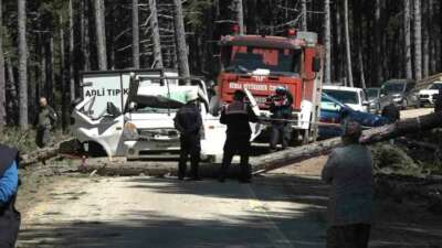Bursa Uludağ’da ormanda kesilen çam